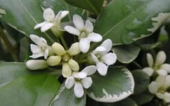 Variegated Pittosporum - Japanese Mock Orange - 1 Gallon Pot -Garden Plant Seeds Pittosporum Variegated Flowers 1