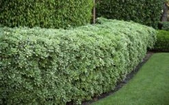 Variegated Pittosporum - Japanese Mock Orange - 1 Gallon Pot -Garden Plant Seeds Pittosporum variegated 50
