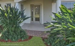 Pringles Dwarf Podocarpus Yew - 3 Gallon Pot -Garden Plant Seeds Podocarpus Pringles 21 1