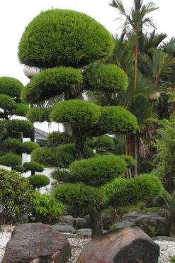 Podocarpus Macrophyllus Upright Yew - 3 Gallon Pot -Garden Plant Seeds Podocarpus Upright Yew 10