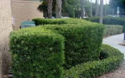 Podocarpus Macrophyllus Upright Yew - 3 Gallon Pot -Garden Plant Seeds Podocarpus Upright Yew 11