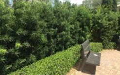 Podocarpus Macrophyllus Upright Yew - 3 Gallon Pot -Garden Plant Seeds Podocarpus Upright Yew 12