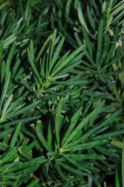 Podocarpus Macrophyllus Upright Yew - 3 Gallon Pot -Garden Plant Seeds Podocarpus Upright Yew 13