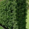 Podocarpus Macrophyllus Upright Yew - 3 Gallon Pot -Garden Plant Seeds Podocarpus Upright Yew 15