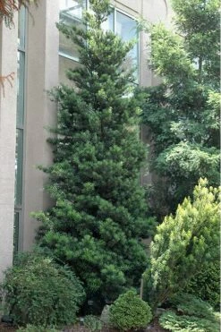 Podocarpus Macrophyllus Upright Yew - 3 Gallon Pot -Garden Plant Seeds Podocarpus Upright Yew 500x750 1