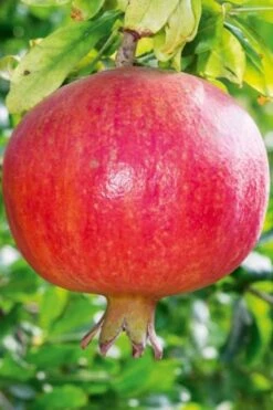 Russian 26 Cold Hardy Pomegranate - 1 Gallon Pot 15 Russian 26 Cold Hardy Pomegranate - 1 Gallon Pot -Garden Plant Seeds Pomegranate Russian 26 10