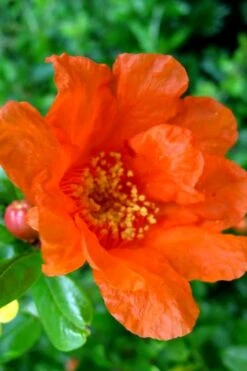 Russian 26 Cold Hardy Pomegranate - 3 Gallon Pot -Garden Plant Seeds Pomegranate Russian 26 11