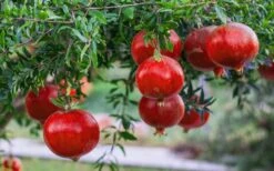 Russian 26 Cold Hardy Pomegranate - 1 Gallon Pot 14 Russian 26 Cold Hardy Pomegranate - 1 Gallon Pot -Garden Plant Seeds Pomegranate Russian 26 12 1