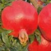 Russian 26 Cold Hardy Pomegranate - 1 Gallon Pot 1 Russian 26 Cold Hardy Pomegranate - 1 Gallon Pot -Garden Plant Seeds Pomegranate Russian 26 Rev 500x750 2