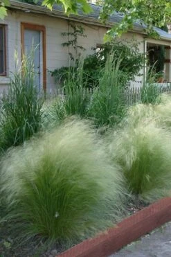 Pony Tails Mexican Feather Grass (Stipa Tennuissima) - 3 Pack Of Quart Pots -Garden Plant Seeds Ponytails Grass Mexican Feather Rev 500x750 2