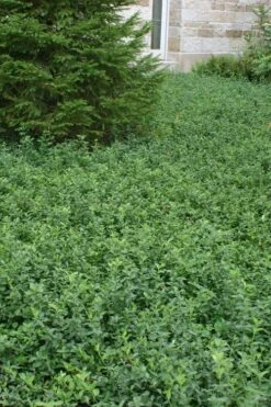 Purple Wintercreeper (Euonymus Fortunei 'Coloratus') - 6 Pack Of Pint Pots -Garden Plant Seeds Purple Wintercreeper 5