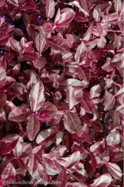 Purple Wintercreeper (Euonymus Fortunei 'Coloratus') - 6 Pack Of Pint Pots -Garden Plant Seeds Purple Wintercreeper 7