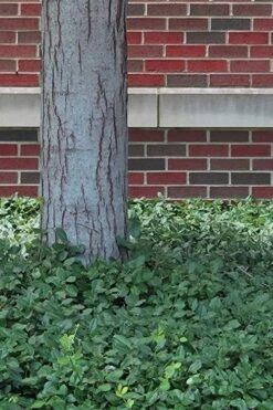 Purple Wintercreeper (Euonymus Fortunei 'Coloratus') - 6 Pack Of Pint Pots -Garden Plant Seeds Purple Wintercreeper 8