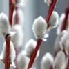 White Flowering Pussy Willow - Salix Caprea - 2 Gallon Pot -Garden Plant Seeds Pussy Willow White 2