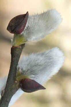 White Flowering Pussy Willow - Salix Caprea - 2 Gallon Pot -Garden Plant Seeds Pussy Willow White 3