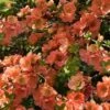 Cameo Flowering Quince - 3 Gallon Pot -Garden Plant Seeds Quince Cameo 9