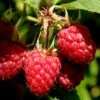 Heritage Raspberry - 6 Pack Of 1 Gallon Pots -Garden Plant Seeds Raspberry Heritage 500x750 1
