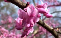 The Rising Sun Redbud Tree - 3 Gallon Pot -Garden Plant Seeds Redbud Rising Sun Flower Closeup