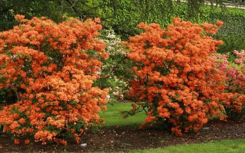 Gibraltar Azalea (Rhododendron) - 3 Gallon Pot 6 Gibraltar Azalea (Rhododendron) - 3 Gallon Pot - Image 4