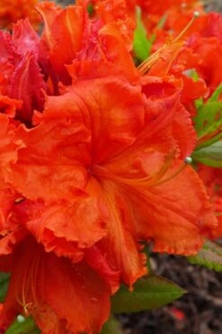 Gibraltar Azalea (Rhododendron) - 3 Gallon Pot 12 Gibraltar Azalea (Rhododendron) - 3 Gallon Pot -Garden Plant Seeds Rhododendron Gibraltar 4