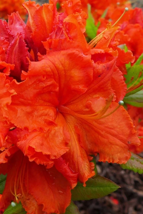 Gibraltar Azalea (Rhododendron) - 3 Gallon Pot 7 Gibraltar Azalea (Rhododendron) - 3 Gallon Pot - Image 5