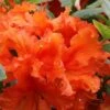 Gibraltar Azalea (Rhododendron) - 3 Gallon Pot -Garden Plant Seeds Rhododendron Gibraltar 5