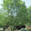 River Birch Tree (Betula Nigra) - 3 Pack Of 1.5 Quart Pots -Garden Plant Seeds River Birch 10