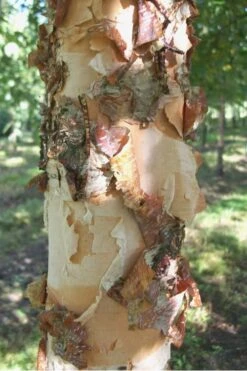 River Birch Tree (Multi Trunk) - 2 Gallon Pot -Garden Plant Seeds River Birch 12 1