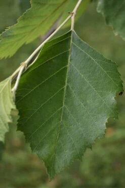 River Birch Tree (Multi Trunk) - 2 Gallon Pot -Garden Plant Seeds River Birch 13 1