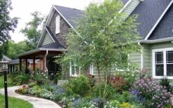 River Birch Tree (Betula Nigra) - 3 Pack Of 1.5 Quart Pots 13 River Birch Tree (Betula Nigra) - 3 Pack Of 1.5 Quart Pots -Garden Plant Seeds River Birch Tree B