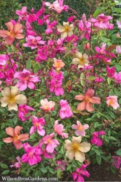 Butterfly Rose - Rosa Chinensis 'Mutabilis' - 3 Gallon Pot -Garden Plant Seeds Rose Chinese Butterfly 4