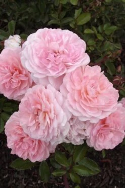 Sweet Drift Groundcover Rose - 1 Gallon Pot -Garden Plant Seeds Rose Drift Sweet 20 1