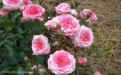 Sweet Drift Groundcover Rose - 1 Gallon Pot -Garden Plant Seeds Rose Drift Sweet 21 1