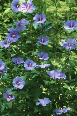 Blue Satin Rose Of Sharon - Hibiscus - Althea - 5 Gallon Pot -Garden Plant Seeds Rose Of Sharon Blue Satin 11