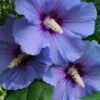 Blue Satin Rose Of Sharon - Hibiscus - Althea - 5 Gallon Pot -Garden Plant Seeds Rose Of Sharon Blue Satin 14