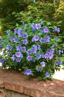 Blue Satin Rose Of Sharon - Hibiscus - Althea - 5 Gallon Pot -Garden Plant Seeds Rose Of Sharon Blue Satin 16
