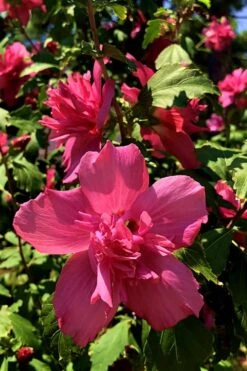 Lucy Rose Of Sharon (Single Trunk Tree) - 7 Gallon Pot (4-5') -Garden Plant Seeds Rose Of Sharon Lucy 13