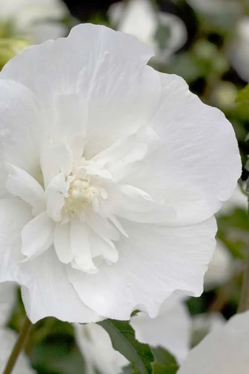 White Pillar Rose Of Sharon - 2 Gallon Pot 6 White Pillar Rose Of Sharon - 2 Gallon Pot - Image 4