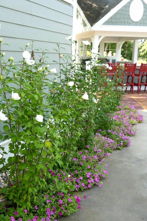 White Pillar Rose Of Sharon - 2 Gallon Pot 7 White Pillar Rose Of Sharon - 2 Gallon Pot - Image 5