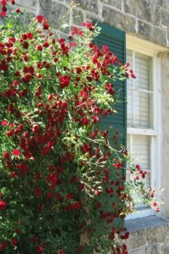 Red Cascade Miniature Climbing Rose - 2.5 Quart Pot 21 Red Cascade Miniature Climbing Rose - 2.5 Quart Pot -Garden Plant Seeds Rose Red Cascade 10