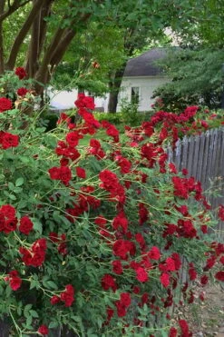 Red Cascade Miniature Climbing Rose - 2.5 Quart Pot 20 Red Cascade Miniature Climbing Rose - 2.5 Quart Pot -Garden Plant Seeds Rose Red Cascade 11