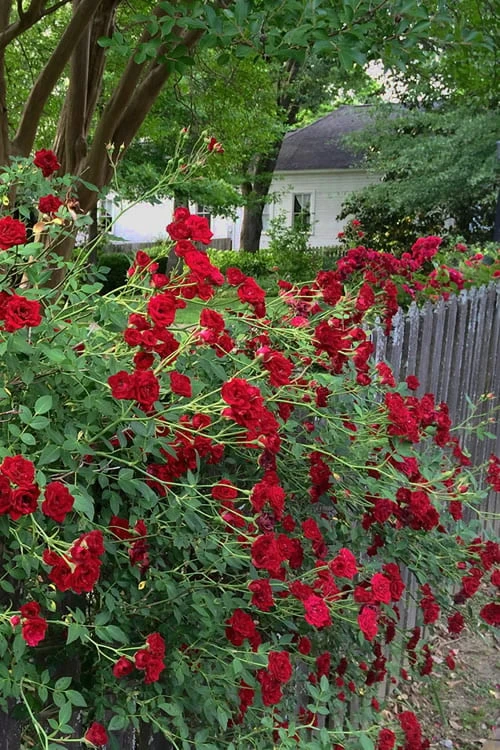 Red Cascade Miniature Climbing Rose - 2.5 Quart Pot 11 Red Cascade Miniature Climbing Rose - 2.5 Quart Pot - Image 9