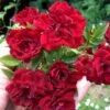 Red Cascade Miniature Climbing Rose - 2.5 Quart Pot -Garden Plant Seeds Rose Red Cascade Closeup 2