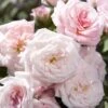 Sweet Drift Groundcover Rose - 1 Gallon Pot -Garden Plant Seeds Rose Sweet Drift BS 1