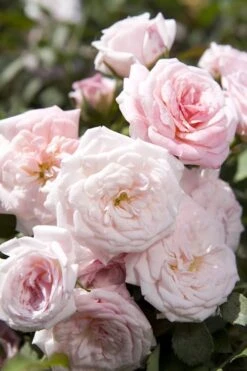Sweet Drift Groundcover Rose - 3 Gallon Pot