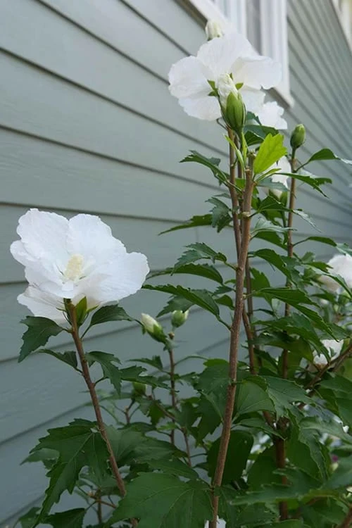 White Pillar Rose Of Sharon - 2 Gallon Pot 9 White Pillar Rose Of Sharon - 2 Gallon Pot - Image 7