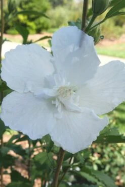 White Pillar Rose Of Sharon - 2 Gallon Pot 14 White Pillar Rose Of Sharon - 2 Gallon Pot -Garden Plant Seeds Rose of Sharon White Pillar 7