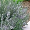 Arp Rosemary - 6 Pack Of Pint Pots -Garden Plant Seeds Rosemary Arp 500x750 1