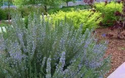 Arp Rosemary - 1 Gallon Pot -Garden Plant Seeds Rosemary Arp Blooming 1