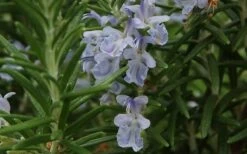 Arp Rosemary - 6 Pack Of Pint Pots -Garden Plant Seeds Rosemary Arp Closeup 2